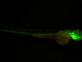 斑马鱼.jpg 斑马鱼.jpg