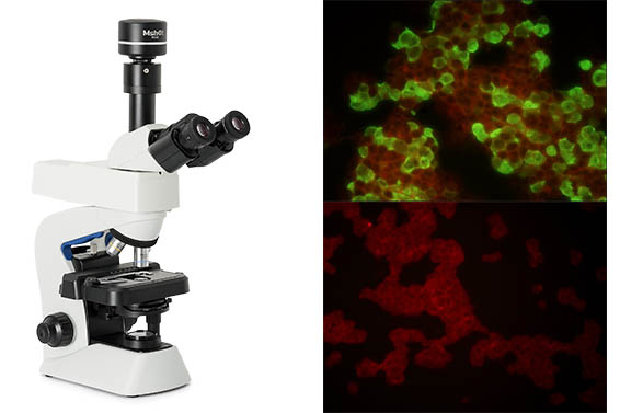 显微镜MF23.jpg 显微镜MF23.jpg