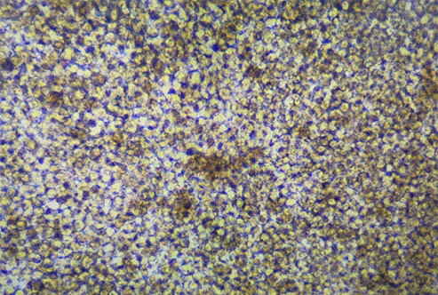 细胞培养-倒置显微镜.jpg 细胞培养-倒置显微镜.jpg