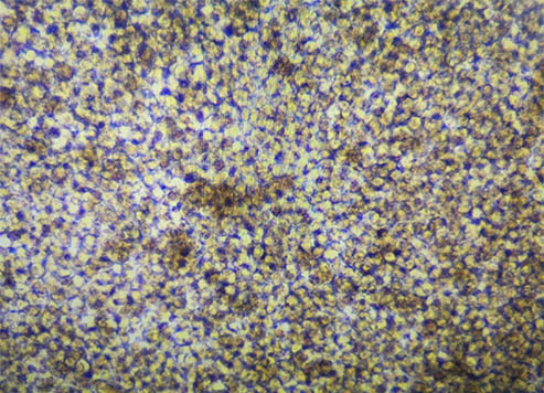 细胞培养-倒置显微镜1.jpg 细胞培养-倒置显微镜1.jpg