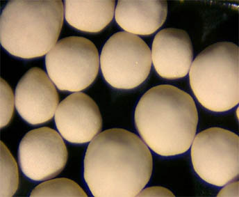 显微镜下的陶瓷小球.jpg 显微镜下的陶瓷小球.jpg