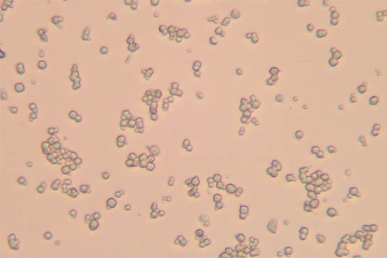 偏光显微镜下的塑料晶体.jpg 偏光显微镜下的塑料晶体.jpg