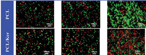 倒置荧光显微镜MF53-N下的研究.jpg 倒置荧光显微镜MF53-N下的研究.jpg