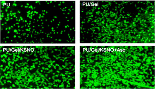 倒置荧光显微镜MF53-N下的研究1.jpg 倒置荧光显微镜MF53-N下的研究1.jpg