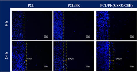 倒置荧光显微镜MF53-N下的研究3.jpg 倒置荧光显微镜MF53-N下的研究3.jpg