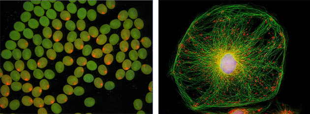 荧光.jpg 荧光.jpg