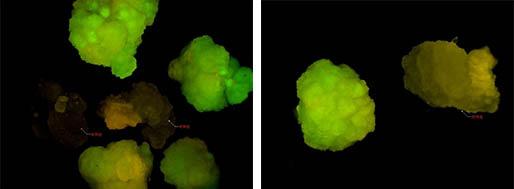 种子筛查.jpg 种子筛查.jpg