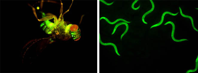 线虫.jpg 线虫.jpg