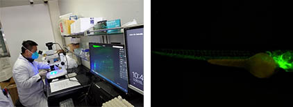 斑马鱼.jpg 斑马鱼.jpg