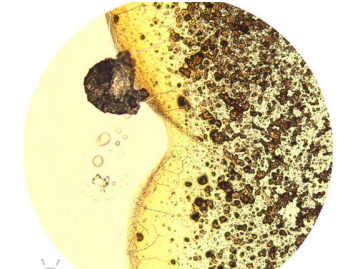 显微镜下的咖啡.png 显微镜下的咖啡.png