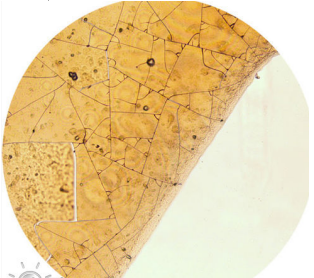 显微镜下的啤酒.png 显微镜下的啤酒.png