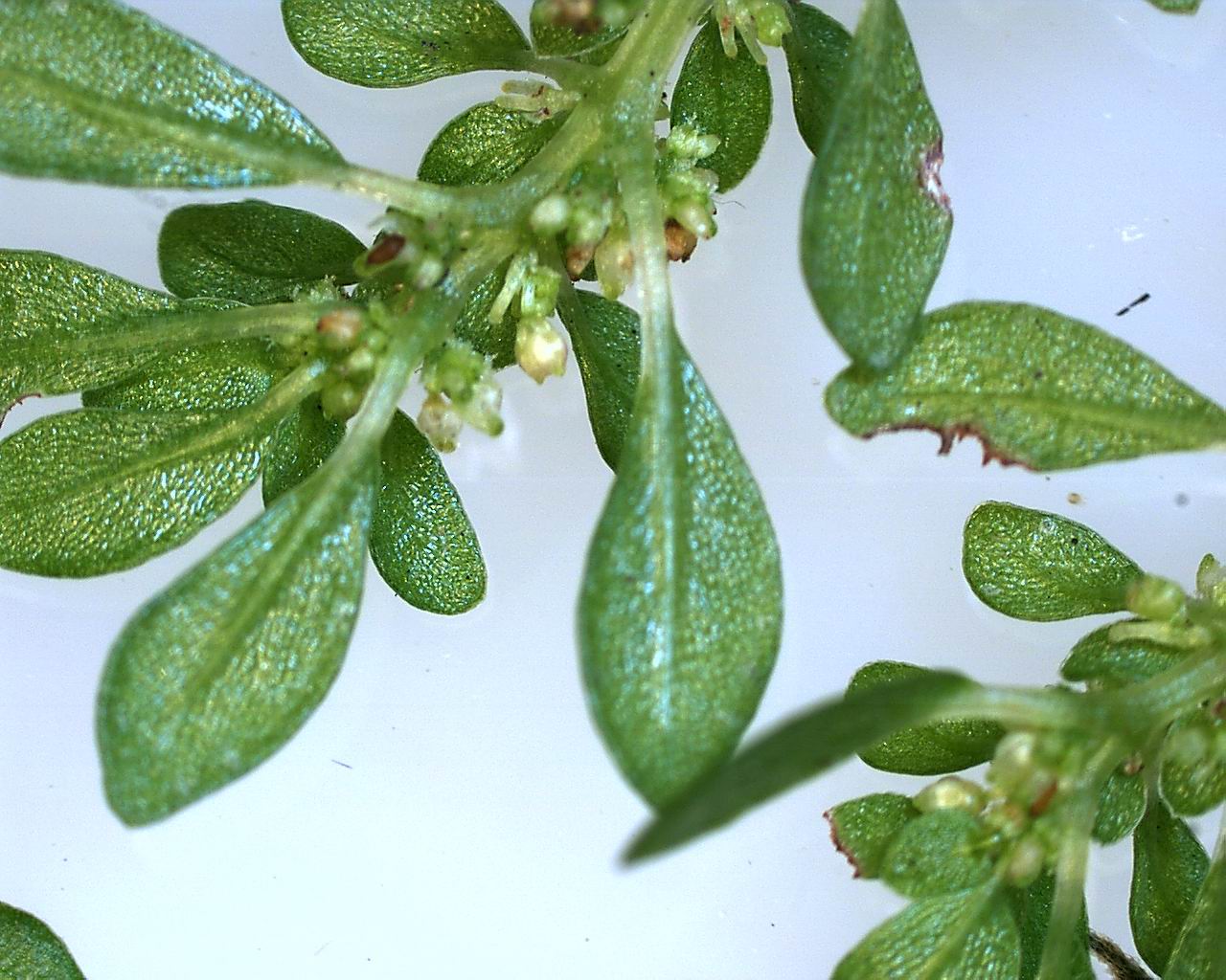 植物学01_叶子.JPG 植物学01_叶子.JPG