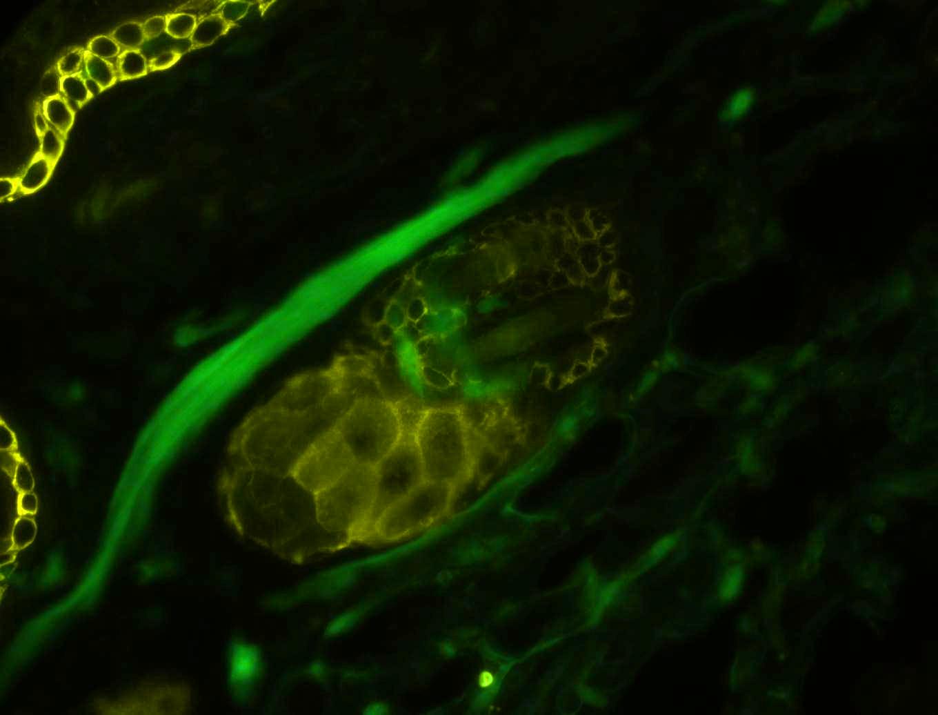 植物学08_MC20-自发荧光-GFP.jpg 植物学08_MC20-自发荧光-GFP.jpg