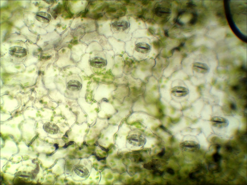 植物学05_叶子的气孔.JPG 植物学05_叶子的气孔.JPG