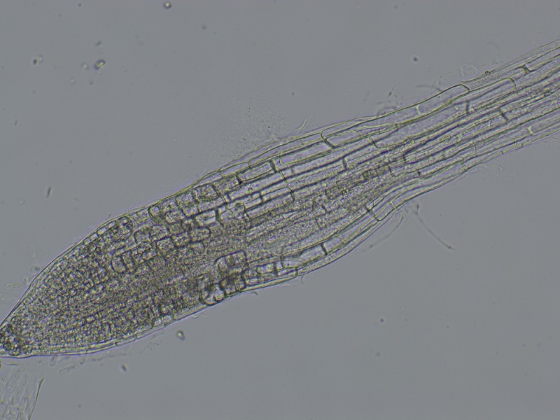 植物学06_5.jpg 植物学06_5.jpg