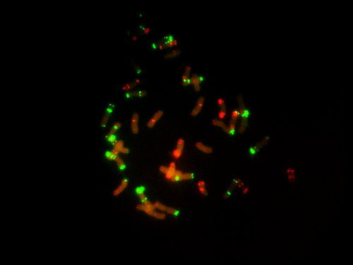 植物学10_FISH.png 植物学10_FISH.png