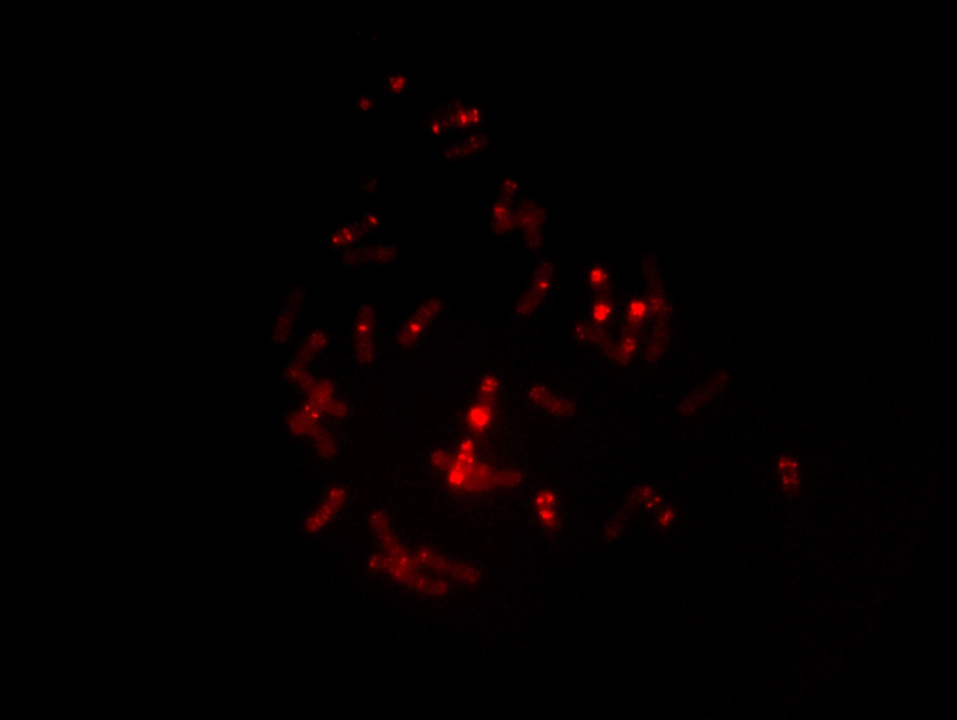 植物学16_植物的FISH图片.jpg 植物学16_植物的FISH图片.jpg