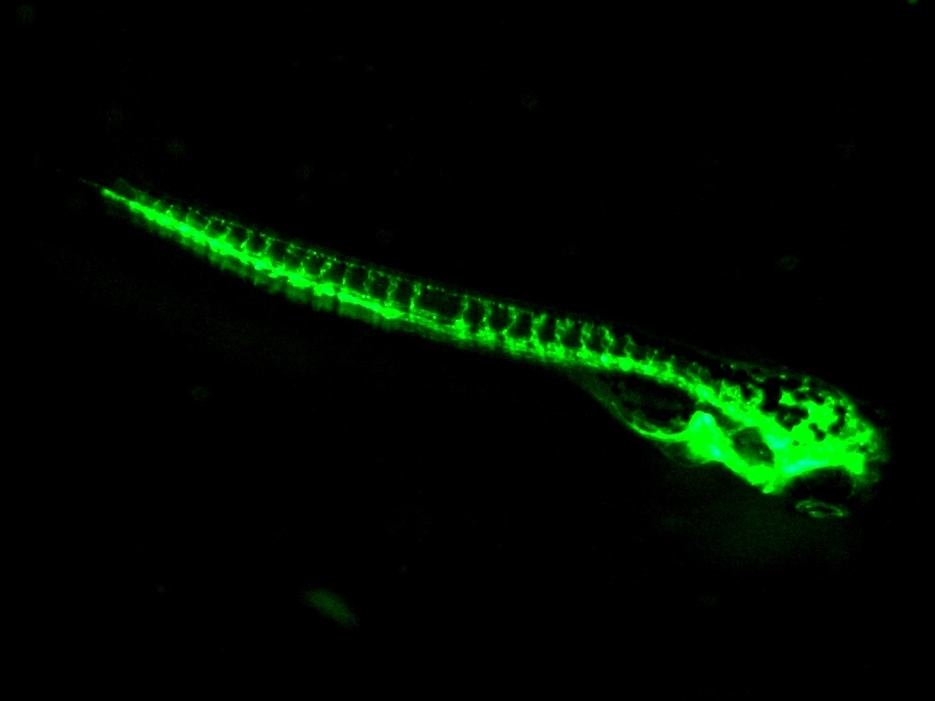 斑马鱼06.jpg 斑马鱼06.jpg