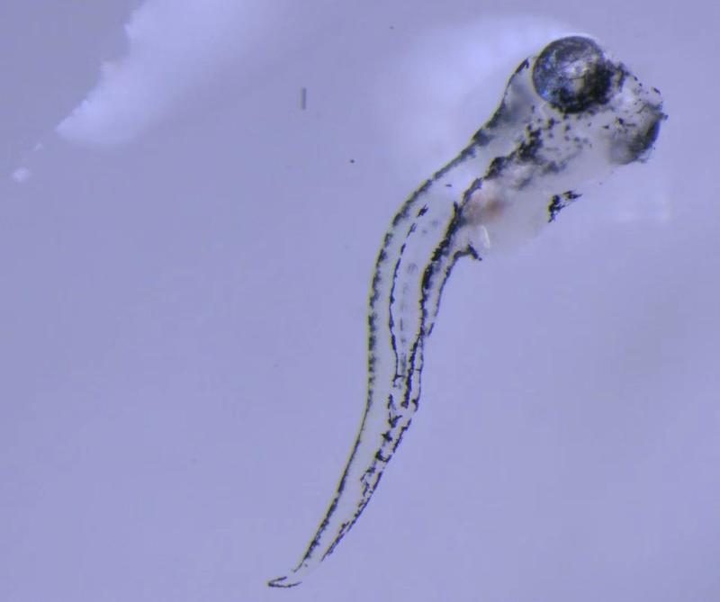 MZX81斑马鱼1.jpg MZX81斑马鱼1.jpg