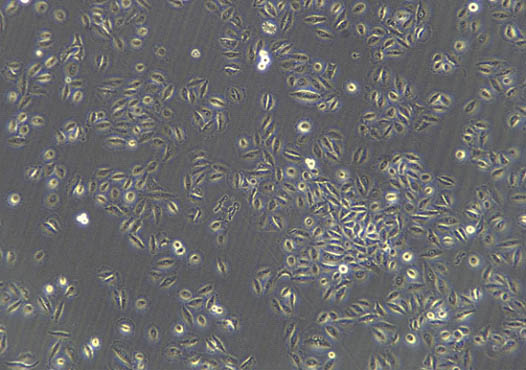 活细胞.jpg 活细胞.jpg