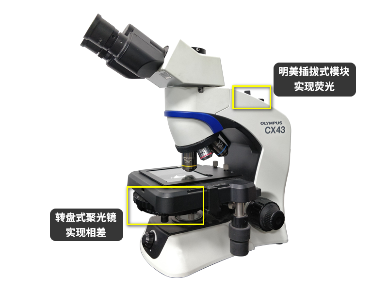 相衬_03.png 相衬_03.png