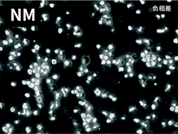 相衬_06.png 相衬_06.png