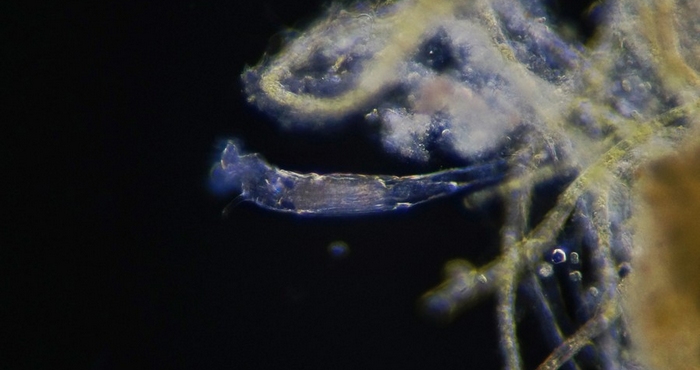 显微镜相机_3.jpg 显微镜相机_3.jpg