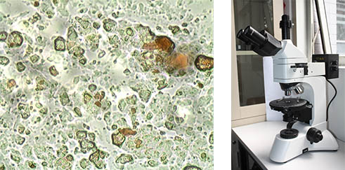 巧克力1.jpg 巧克力1.jpg