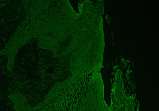 活体细胞1.jpg 活体细胞1.jpg