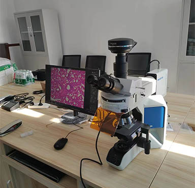 荧光显微镜MF43-N.jpg 荧光显微镜MF43-N.jpg