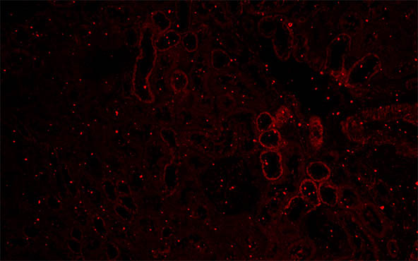 正置荧光显微镜MF43-N2.jpg 正置荧光显微镜MF43-N2.jpg