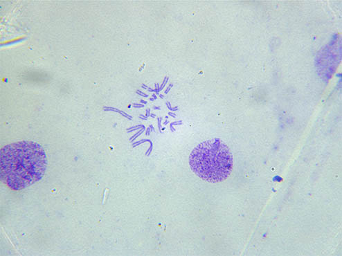生物显微镜ML51-N2.jpg 生物显微镜ML51-N2.jpg