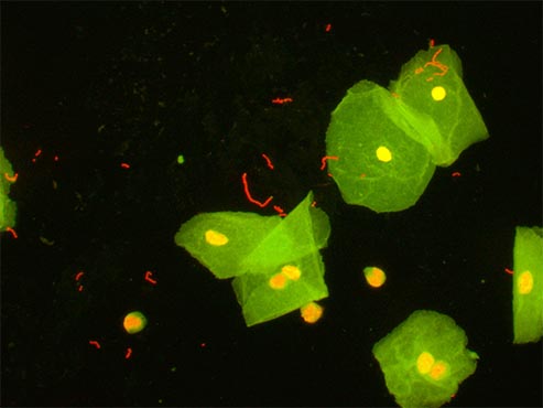 荧光生物显微镜.jpg 荧光生物显微镜.jpg