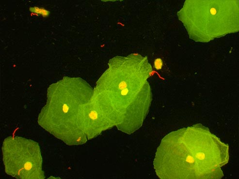 荧光生物显微镜1.jpg 荧光生物显微镜1.jpg