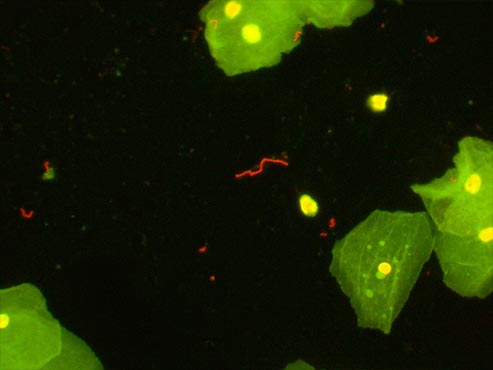 荧光生物显微镜2.jpg 荧光生物显微镜2.jpg