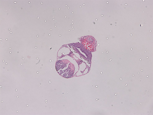 斑马鱼.jpg 斑马鱼.jpg