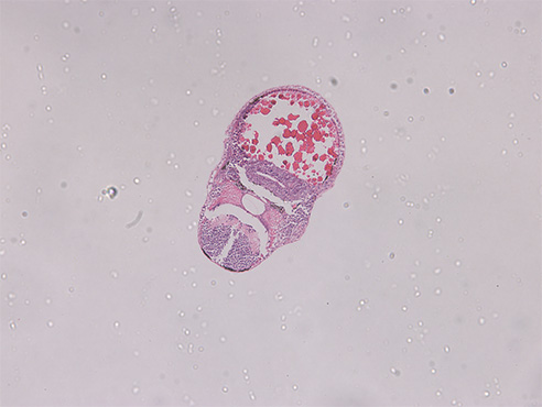 斑马鱼1.jpg 斑马鱼1.jpg