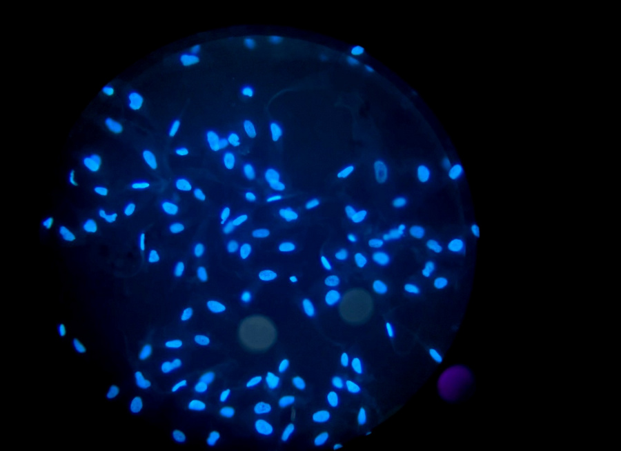 BG_Fluo_11.jpg BG_Fluo_11.jpg