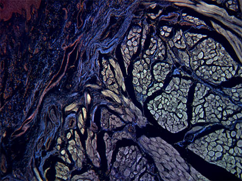 倒置荧光显微镜MF53-N1.jpg 倒置荧光显微镜MF53-N1.jpg