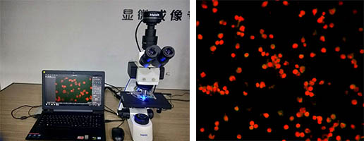 呼吸道显微镜.jpg 呼吸道显微镜.jpg