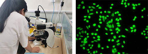 呼吸道显微镜1.jpg 呼吸道显微镜1.jpg