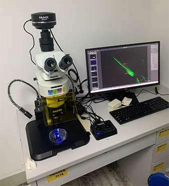 体视荧光显微镜.jpg 体视荧光显微镜.jpg