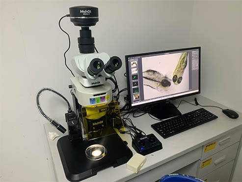 体视荧光显微镜MZX81.jpg 体视荧光显微镜MZX81.jpg