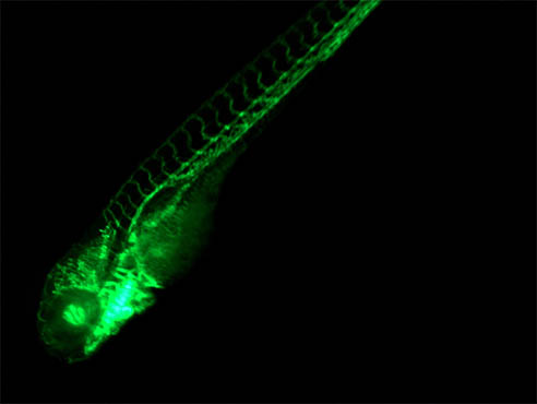 斑马鱼.jpg 斑马鱼.jpg