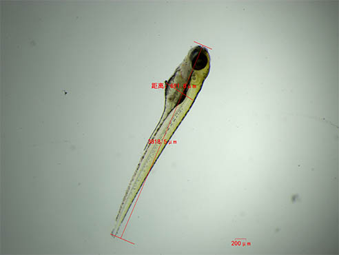 斑马鱼1.jpg 斑马鱼1.jpg