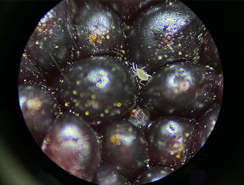 显微镜下的杨梅.jpg 显微镜下的杨梅.jpg