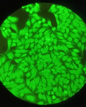 荧光显微镜MF43-M_3.jpg 荧光显微镜MF43-M_3.jpg