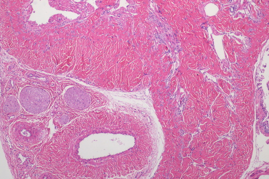 生物显微镜ML31_2.jpg 生物显微镜ML31_2.jpg