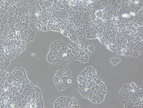 细胞工厂显微镜.jpg 细胞工厂显微镜.jpg