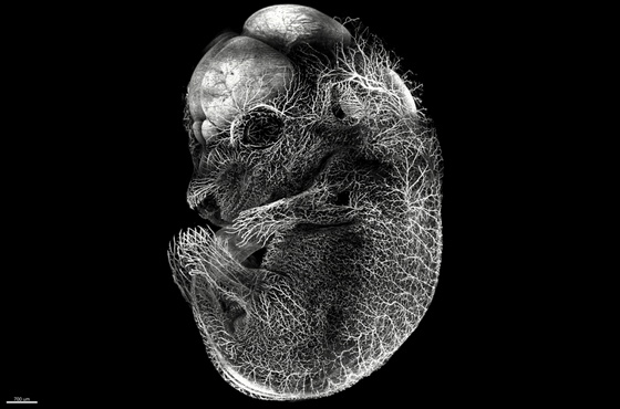 显微摄影_2.jpg 显微摄影_2.jpg